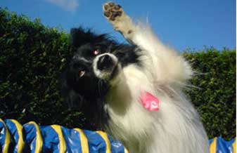 Escola Boa Pra Cachorro - Foto 1