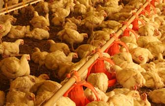 Avícola Casa Do Produtor - Foto 1