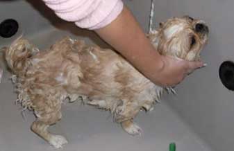 Pegadas Pet Shop - Foto 1