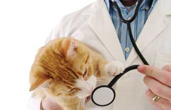 Saude Dos Animais - Foto 1