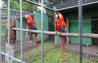 Associação De Criadores De Bicudos, Curiós E Pássaros De Rondônia - Foto 1