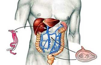 Eugênia De Castro E Silva - Foto 1