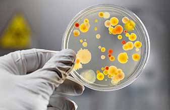 Andrea Barbiere De Barros - Foto 1