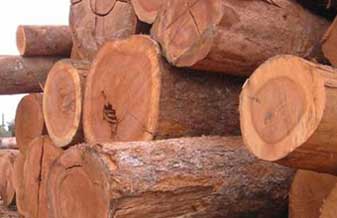 Madeireira Pau Brasil - Foto 1