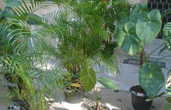 Flora Plantas Ornamentais Floriculturas - Foto 1