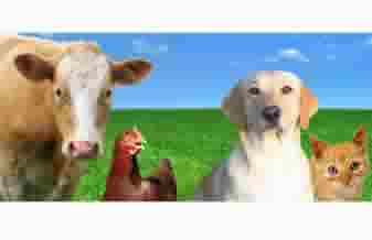 U. N. Comercio De Produtos Veterinarios E Servicos - Foto 1