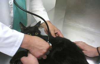 Consultorio Veterinario Saude Dos Animais - Foto 1