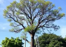 manutenção
