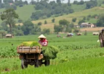 transporte gratuito da produção